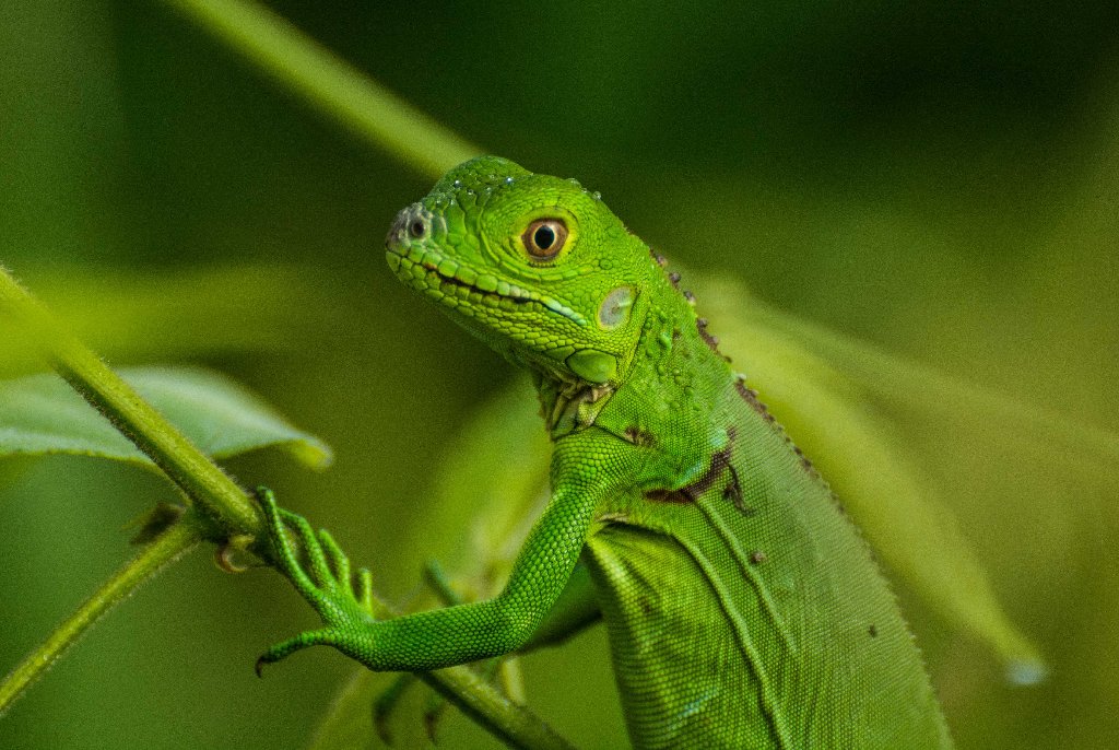 Costa Rica - Pura Vida si o biodiversitate desavarsita